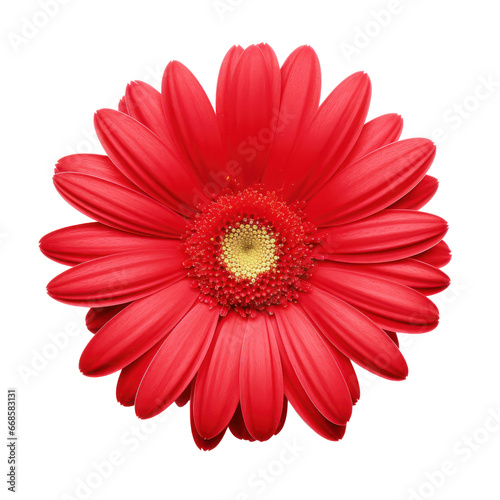 red daisy isolated on transparent background transparency 