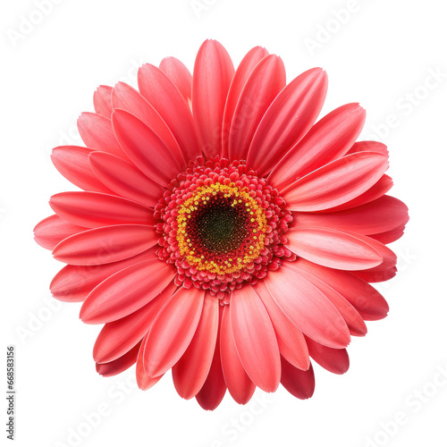 red daisy isolated on transparent background,transparency 