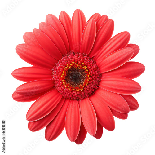 red daisy isolated on transparent background transparency 