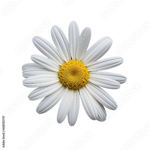 White daisy isolated on transparent background transparency 