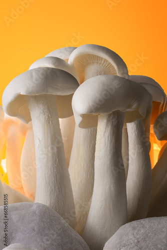 bunch of white shimeji bunapi mushrooms in foreground on orange background