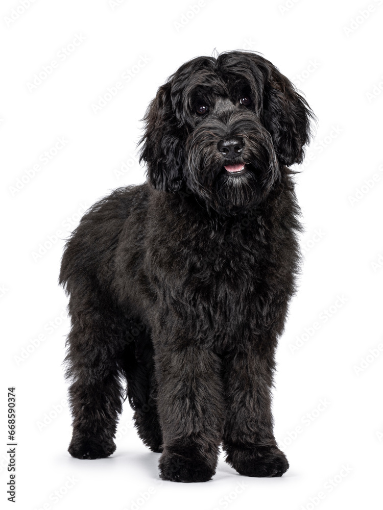 Gorgeous young black Labradoodle dog, standing facing front with mouth open smiling. Looking straight to camera. Isolated on a white background. Gorgeous young black Labradoodle dog, standing facing front with mouth open smiling. Looking straight to camera. Isolated on a white background.