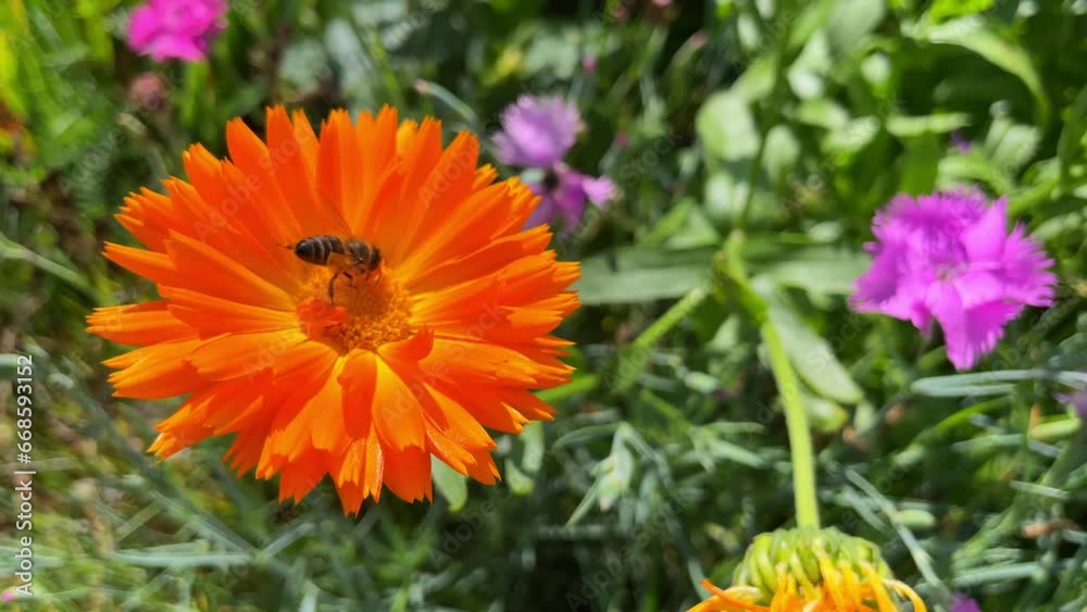 Bee on a orange marigold, Calendula officinalis flowers Bee on a orange marigold, Calendula officinalis flowers