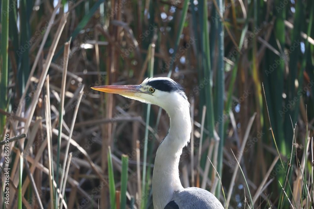 there is a bird standing in a swamp of water and reeds there is a bird standing in a swamp of water and reeds