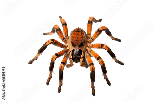  Malaysian tiger tarantula