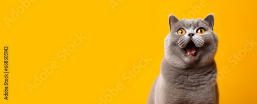 Portrait shot of British shorthair cat with cute face.studio background.pet and relationship concepts