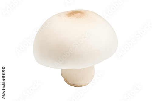  White Button Mushroom 