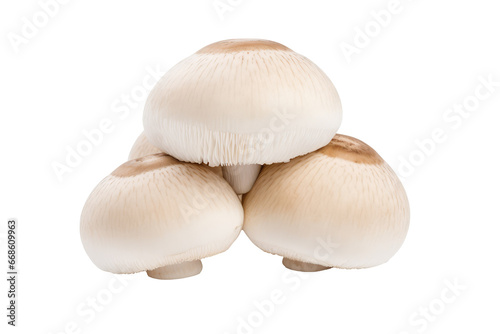  White Button Mushroom 