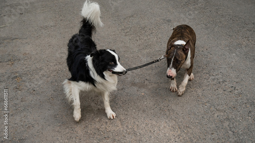 A border collie leads a bull terrier by the leash. One dog walking another.  © Михаил Решетников