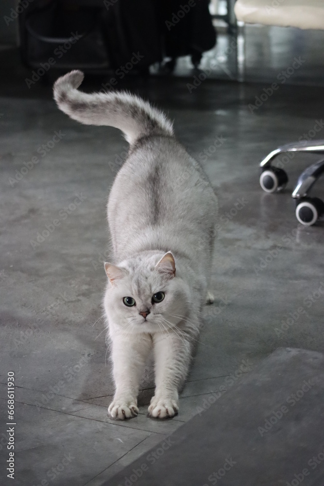 Fototapeta premium Pussycat Diary