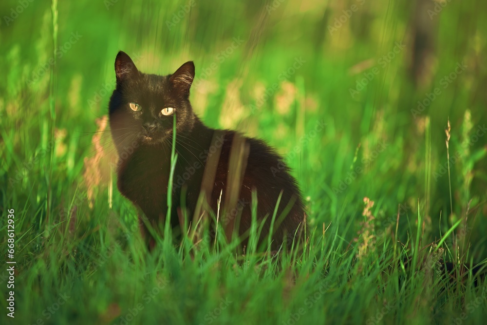 Black cat in the grass field. Beautiful black cat portrait with yellow eyes in nature. Domestic cat walking in the grass outdoors.