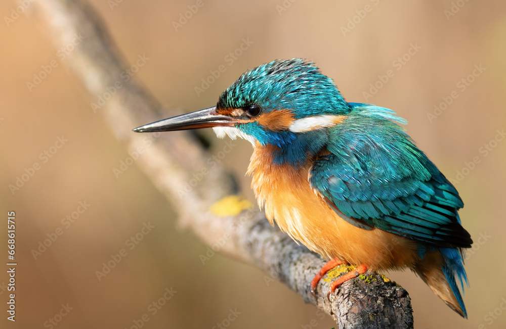 Common kingfisher, Alcedo atthis. A bird sits on a branch, a beautiful blurry background