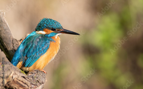Common kingfisher, Alcedo atthis. A bird sits on a branch on a beautiful flat background