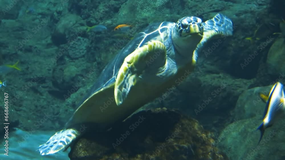 turtle swimming in aquarium