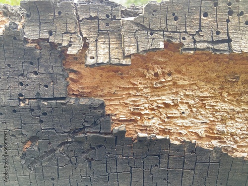 old wood texture