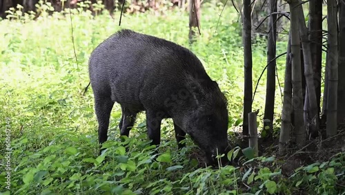 Wild boar grazing in the green jungle of Bandhavgarh photo