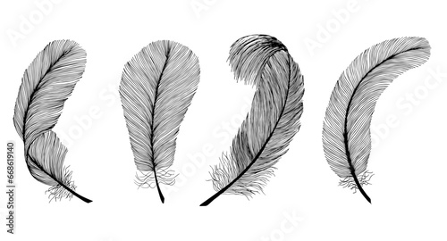 Black fluffy feathers. Hand drawn vintage art realistic pen feathers detailed isolated vector elegant silhouette sketch bird, engraving style.