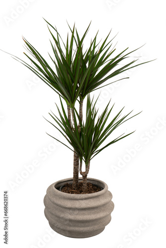 dragon tree in a stone pot