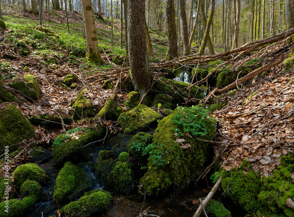 Fototapeta premium Landschaft im NSG Weilersbachtal im Naturpark Steigerwald, Gemeinde Rauhenebrach, Landkreis Haßberge, Landkreis Schweinfurt, Unterfranken, Franken, Deutschland