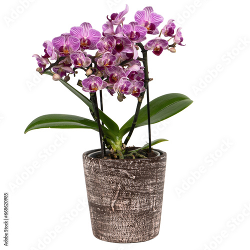 mini pink orchid in a ceramic pot
