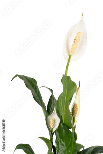 Spathiphyllum Peace Lily detail1