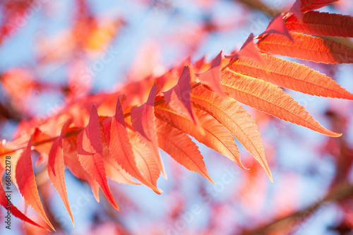 Herbstliches Laub von Essigbaum Rhus typhina im Gegenlicht photo