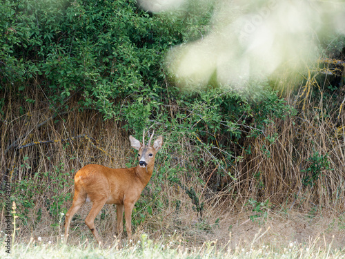 Rehwild, Capreolus capreolus, in der Feldflur photo