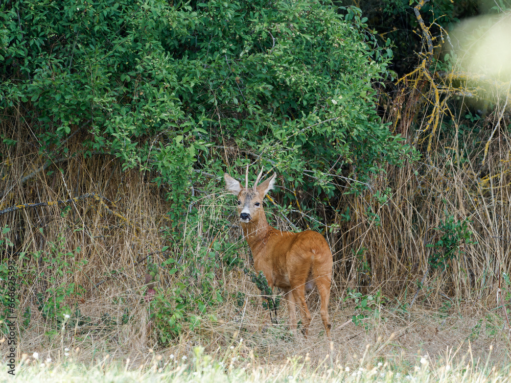 Rehwild, Capreolus capreolus, in der Feldflur Rehwild, Capreolus capreolus, in der Feldflur