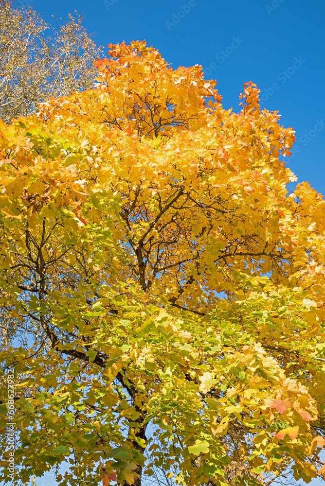 Fototapeta premium maple tree with golden leaves in autumn
