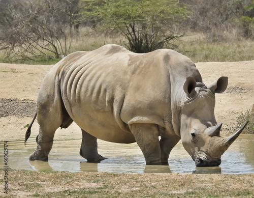 Rinoceronte en un estanque de la sabana africana