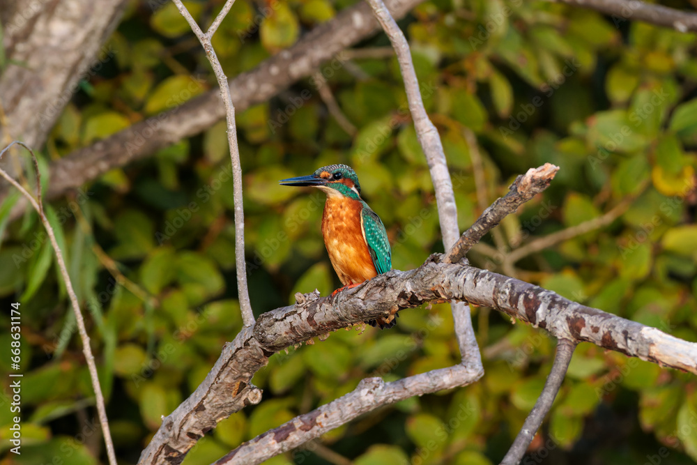Kingfisher (Alcedo atthis) Kingfisher (Alcedo atthis)