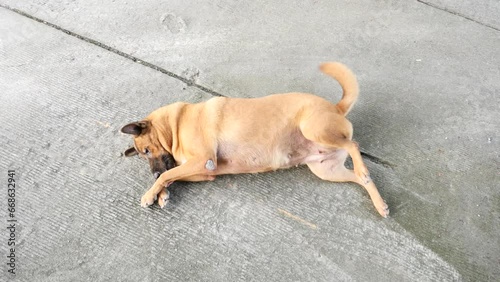 A dog is scratching the ticks, a dog sitting on the floor.