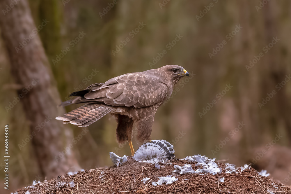 Fototapeta premium Buse ( IA bruit )