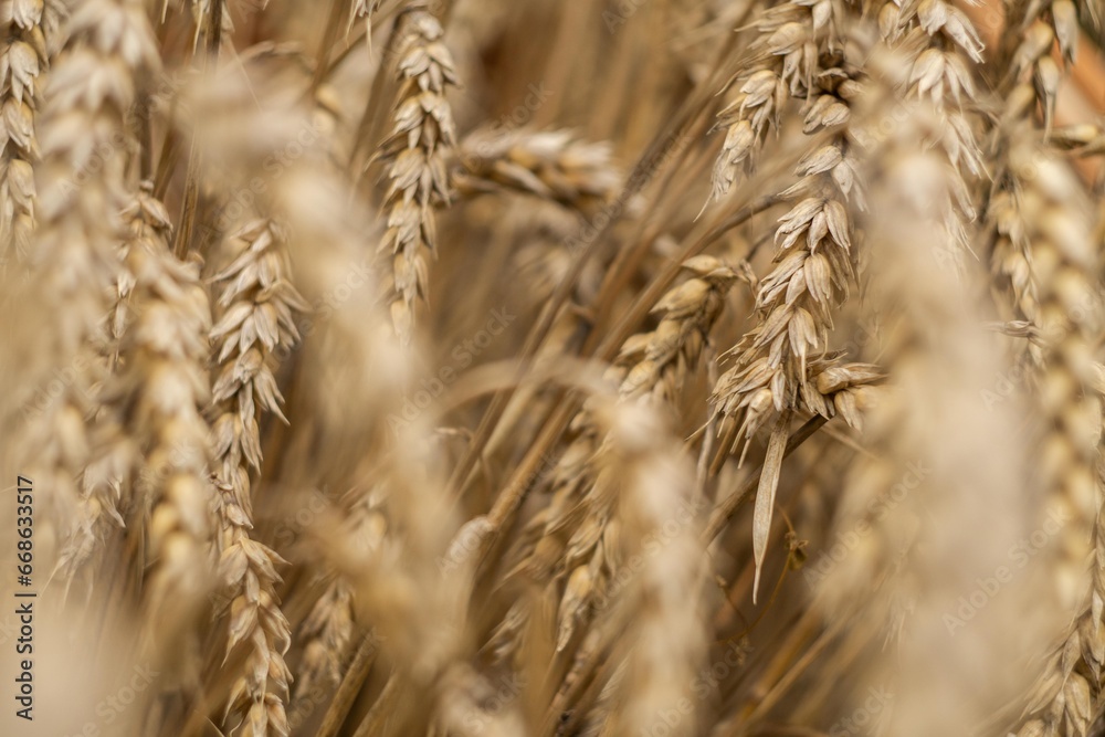 Fototapeta premium Golden ears of wheat in summer on the field.