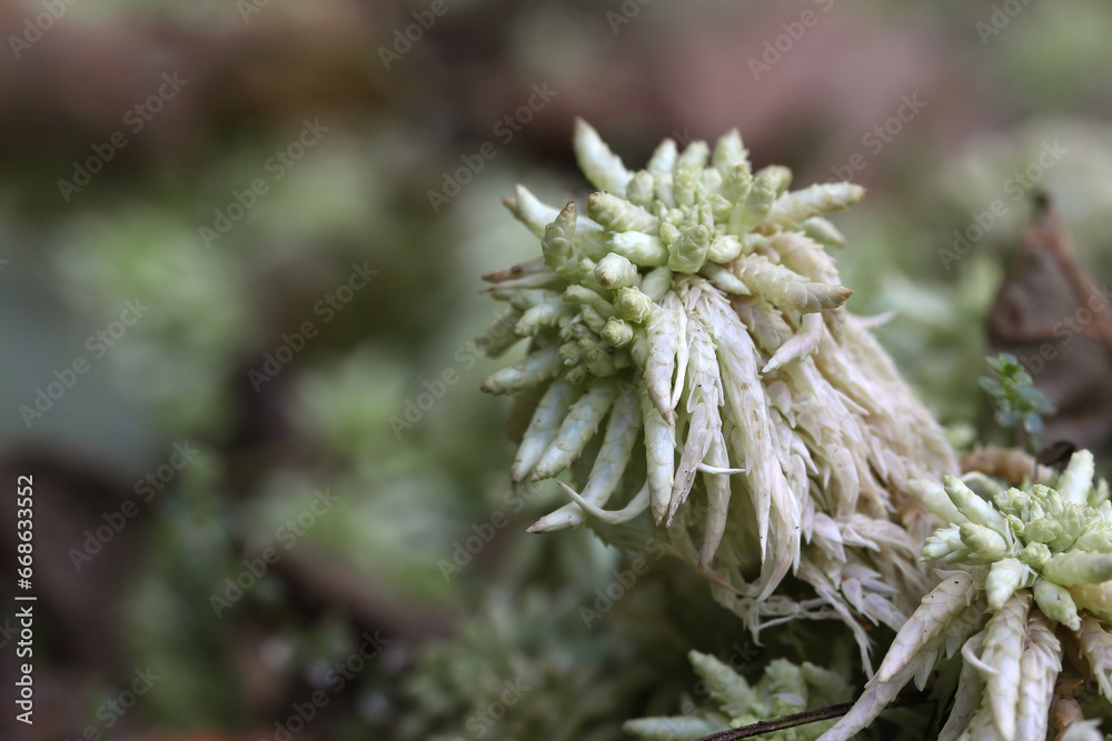 gros plan sur une mousse : la sphaigne (Sphagnum) gros plan sur une mousse : la sphaigne (Sphagnum)