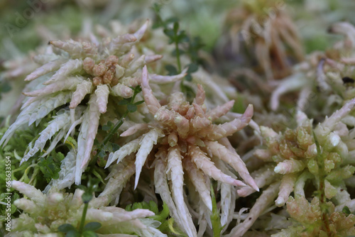 gros plan sur une mousse : la sphaigne (Sphagnum)
