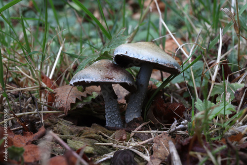 strophaire vert-de-gris, stropharia aeruginosa, jolie petit champignon non comestible