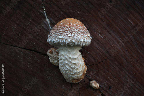 pholiote destructrice (pholiota destruens) sur un tronc d'arbre coupé. 