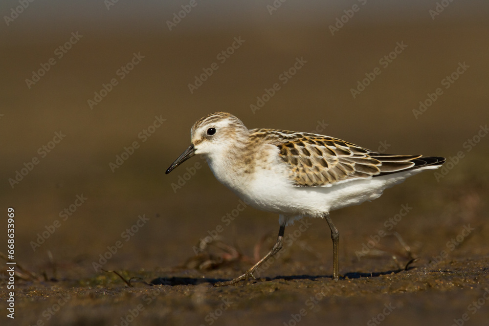 Bird Calidris minuta Little Stint small migratory bird, Poland Europe Bird Calidris minuta Little Stint small migratory bird, Poland Europe