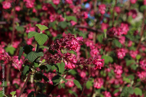 ribes sanguineum pursh, groseillier à fleur, arbuste fleuri formant une haie