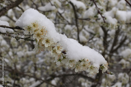 prunier en fleur sous une neige de printemps