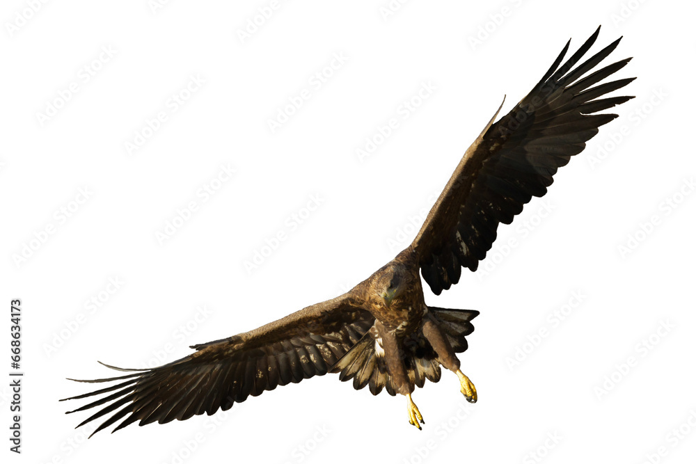 Obraz premium Birds of prey White tailed eagle isolated on white background flying bird