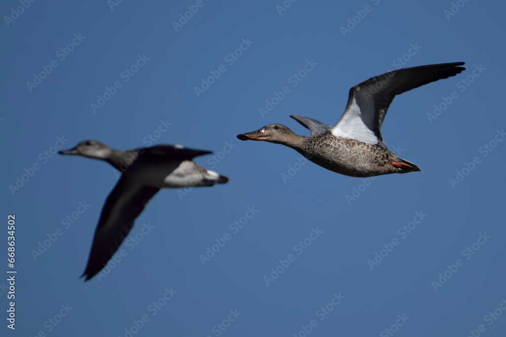 Fototapeta premium Ducks Flying in Blue Sky 