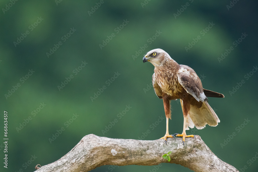 Flying Birds of prey Marsh harrier Circus aeruginosus, hunting time Poland Europe Flying Birds of prey Marsh harrier Circus aeruginosus, hunting time Poland Europe