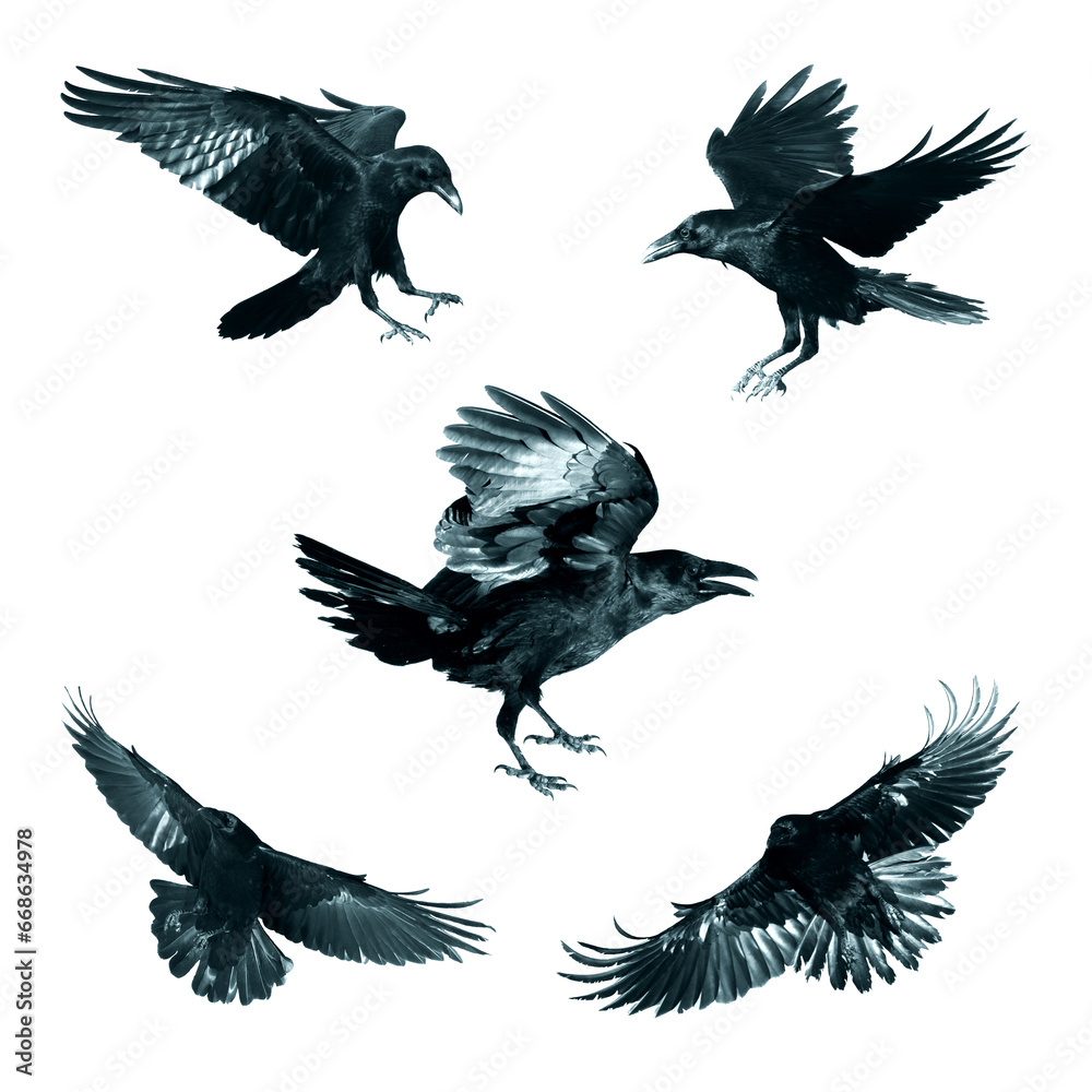 Obraz premium Birds flying ravens isolated on white background Corvus corax. Halloween - five birds, silhouette of a large black bird in flight cut out on a white background for use in graphic arts