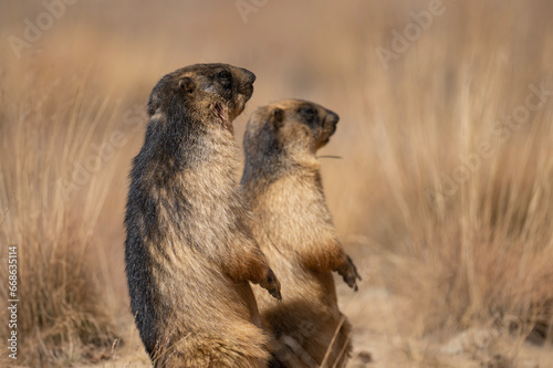 Quadro su tela Long Tailed Marmot or Golden Marmot near Den