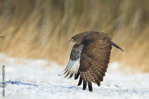 landing Common buzzard Buteo buteo in the fields in winter snow, buzzards in natural habitat, hawk bird on the ground, predatory bird close up winter bird