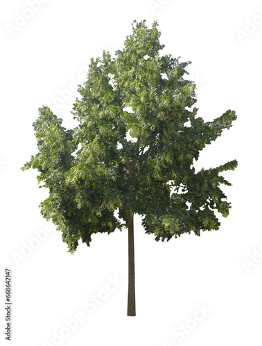 Jeune tilleul argenté (Tilia tomentosa) PNG