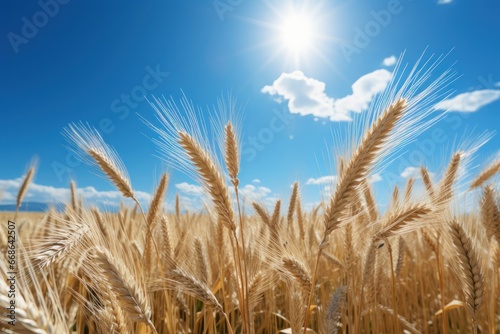 Ripe golden ears of wheat in the field on a background of blue sky with clouds. Rich harvest Concept. Agriculture concept with a copy space.