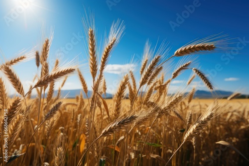 Ripe golden ears of wheat in the field on a background of blue sky with clouds. Rich harvest Concept. Agriculture concept with a copy space. photo